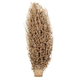18" x 5" Dried and Preserved Natural Olympia Seed Pods 2-Pack