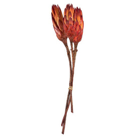 8"-12" Dried and Preserved Natural Red Repens on Natural Stem 180 Per Case