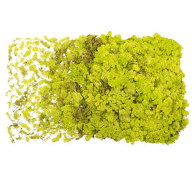 Dried and Preserved Lime Green Reindeer Moss 9 Lbs Per Box