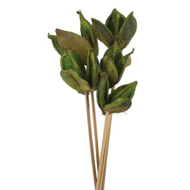 16" Dried and Preserved Basil Sora Pod Stems 10-Pack