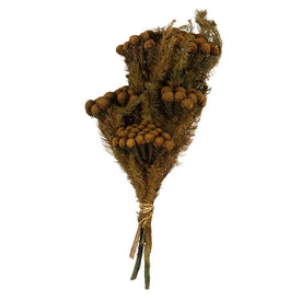 12"-16" Dried and Preserved Autumn Brunia Stems 8 oz