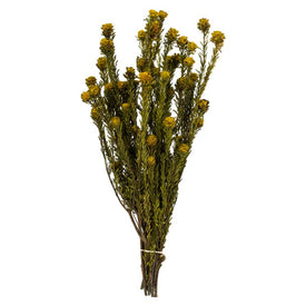 12"-18" Dried and Preserved Yellow Tortum 5 oz Bundles 2-Pack