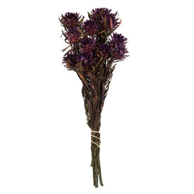 8"-20" Dried and Preserved Violet Plumosum Bundle with 13 Flower Heads