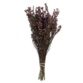 12"-22" Dried and Preserved Violet Phylica 10 oz Bundle