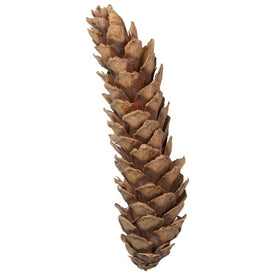 10" Dried and Preserved Extra-Large Natural White Pine Cones 30-Pack