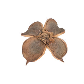Dried and Preserved 0.8" Cotton Flower Natural 1 Kg Per Pack