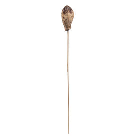 20" Dried and Preserved Mahogany Pods with Stems 100-Pack