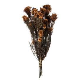 15"-18" Dried and Preserved Brown Phyliscens 6 oz Bundle