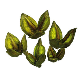 3"-4" Dried and Preserved Light Basil Sora Pods 25-Pack