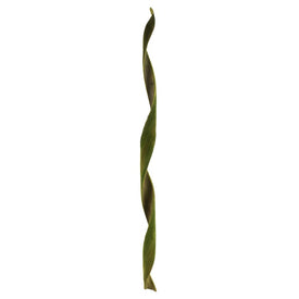 45"-48" Dried and Preserved Curled Basil Coco Velvet Stems 3-Pack