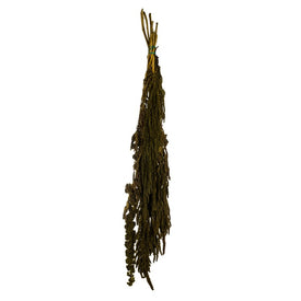 30"-34" Dried and Preserved Light Green Amaranthus 7 oz Bundle