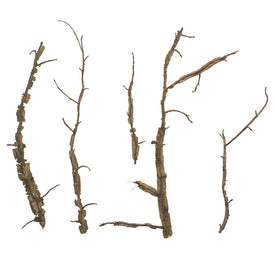Natural Winged Elm Branches 3 Lbs Per Bulk Box