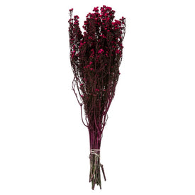 12"-22" Dried and Preserved Raspberry Phylica 10 oz Bundle