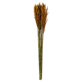 36"-40" Dried and Preserved Autumn Plume Reed 7 oz Bundles 2-Pack