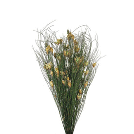 15"-20" Dried and Preserved Bell Grass with Natural Pod 10 oz