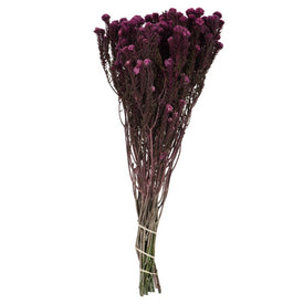 16"-22" Dried and Preserved Purple Orchid Cotton Phylica 8 oz Bundle