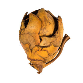 2"-3" Dried and Preserved Aspen Gold Cacho Pods 60 Per Case