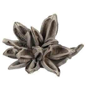 6"-11" Dried and Preserved White Wash Star Pods 2-Pack