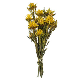 8"-20" Dried and Preserved Yellow Plumosum Bundle with 13 Flower Heads