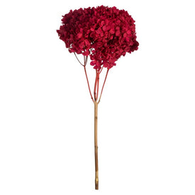 15" Natural Preserved Red Hydrangea Stem