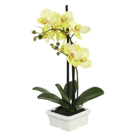 15.5" Artificial Green Potted Orchid in White Ceramic Container