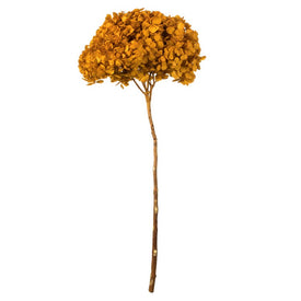 15" Natural Preserved Aspen Gold Hydrangea Stem