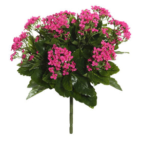 15" Hot Pink Kalanchoe Bush