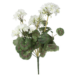 20" White Geranium Bushes 4-Pack