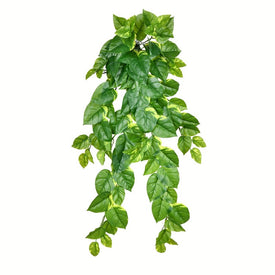 40" Pothos Hanging Bush with 96 Leaves