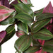 FB171201 Decor/Faux Florals/Plants & Trees