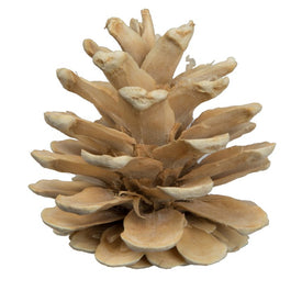 1.5" Natural Preserved Bleached Blue Pine Cones 50-Pack
