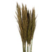 H1PLR105 Decor/Faux Florals/Plants & Trees