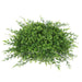 FF170602 Decor/Faux Florals/Plants & Trees