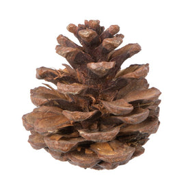 2" Natural Preserved Blue Pine Cones 100-Pack