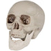 32255994 Holiday/Halloween/Halloween Indoor Decor