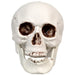 32255997 Holiday/Halloween/Halloween Indoor Decor