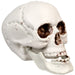 32255997 Holiday/Halloween/Halloween Indoor Decor