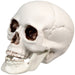 32255997 Holiday/Halloween/Halloween Indoor Decor