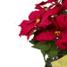 33406653 Holiday/Christmas/Christmas Indoor Decor
