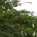 34303446 Holiday/Christmas/Christmas Wreaths & Garlands & Swags