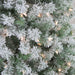 32915586 Holiday/Christmas/Christmas Trees