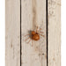 TF2241 Holiday/Halloween/Halloween Indoor Decor