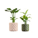 USA2000A-2SET Outdoor/Lawn & Garden/Planters