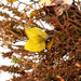 34303452 Decor/Faux Florals/Wreaths & Garlands