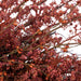 34729291 Decor/Faux Florals/Wreaths & Garlands