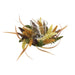 35182611 Holiday/Thanksgiving & Fall/Thanksgiving & Fall Tableware and Decor