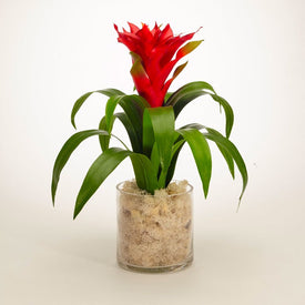 Red Bromeliad in Clear Glass Jar