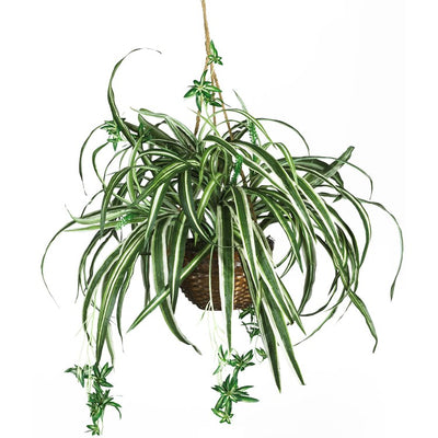 Product Image: 6607 Decor/Faux Florals/Plants & Trees