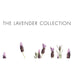 35455LV Decor/Candles & Diffusers/Candles