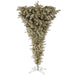 A107755 Holiday/Christmas/Christmas Trees